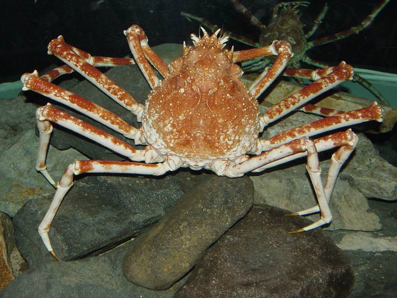 대게 (Giant Spider Crab); DISPLAY FULL IMAGE.