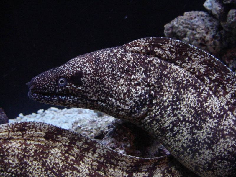 곰치 (Brutal Moray Eel, Gymnothorax kidako); DISPLAY FULL IMAGE.