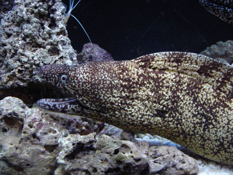 곰치 (Brutal Moray Eel, Gymnothorax kidako); DISPLAY FULL IMAGE.