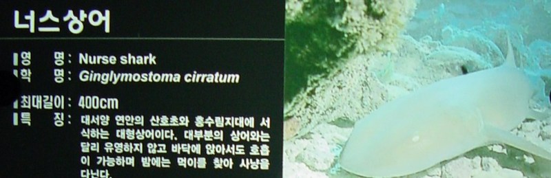 너스상어 (Nurse Shark, Ginglymostoma cirratum); DISPLAY FULL IMAGE.