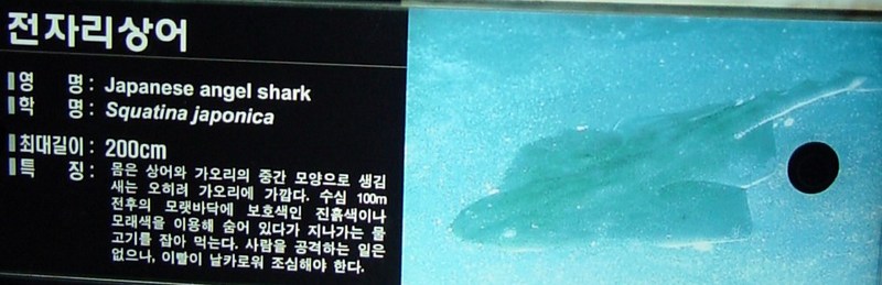 전자리상어 (Japanese Angel Shark, Squatina japonica); DISPLAY FULL IMAGE.