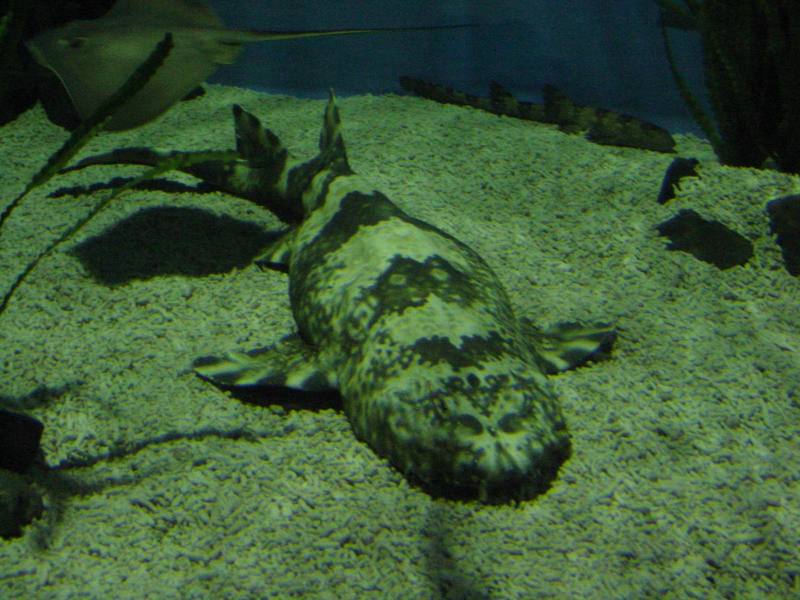 백점얼룩상어 (White-spotted bambooshark, Chiloscyllium plagiosum)?; DISPLAY FULL IMAGE.