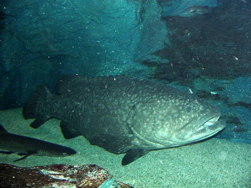 바리 종류 (Big grouper); DISPLAY FULL IMAGE.