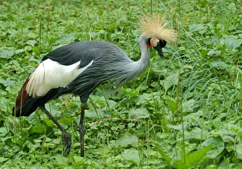 Misc. Critters - Grey Crowned Crane (Balearica regulorum).JPG; DISPLAY FULL IMAGE.