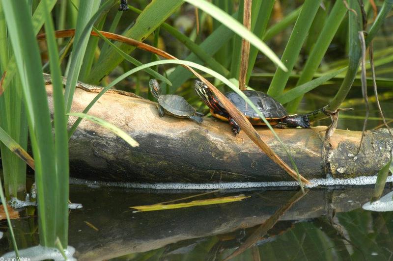 Misc. Critters - Red-eared Slider (Trachemys scripta elegans) and Eastern Painted Turtle (Chrysemys picta picta)001.JPG; DISPLAY FULL IMAGE.
