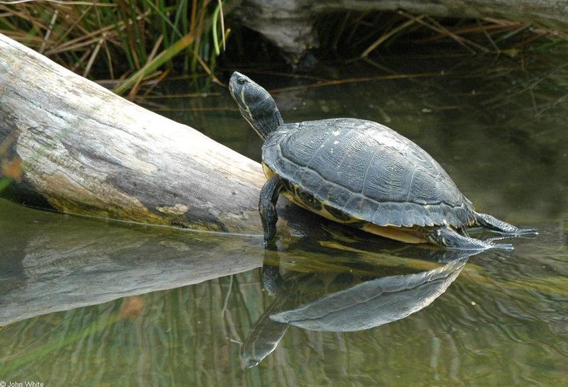 Misc. Critters - Yellowbelly Slider (Trachemys scripta scripta)001.jpg; DISPLAY FULL IMAGE.