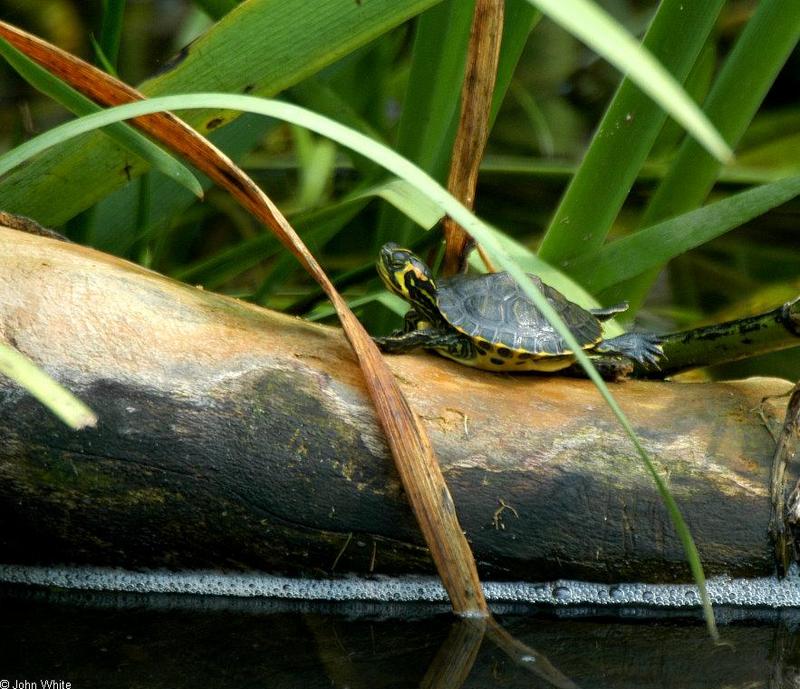 Misc. Critters - Yellowbelly Slider (Trachemys scripta scripta)002.jpg; DISPLAY FULL IMAGE.