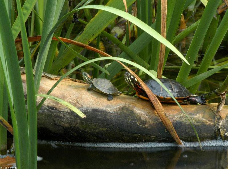 Misc. Critters - Red-eared Slider (Trachemys scripta elegans) and Eastern Painted Turtle (Chrysemys picta picta)002.JPG; DISPLAY FULL IMAGE.