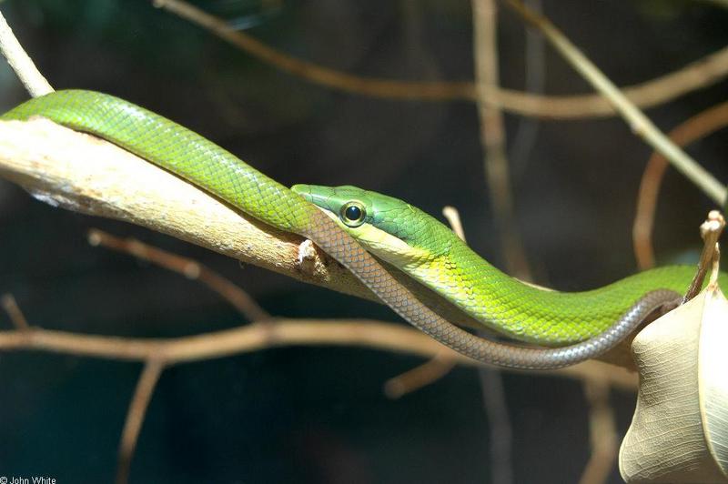 Misc. Critters - Red-tailed Ratsnake (Gonyosona oxycephela).JPG; DISPLAY FULL IMAGE.