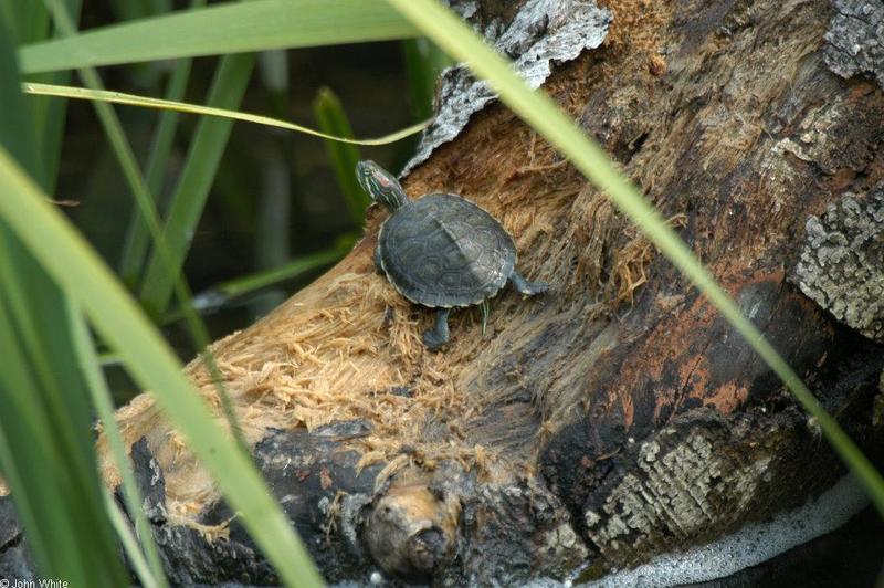 Misc. Critters - Red-eared Slider (Trachemys scripta elegans)002.JPG; DISPLAY FULL IMAGE.