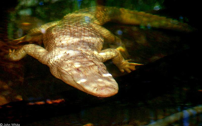 Small American Alligator Flood - Alligator mississippiensis - Albino0001.jpg; DISPLAY FULL IMAGE.