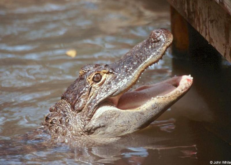 Small American Alligator Flood - American alligator0028.jpg; DISPLAY FULL IMAGE.