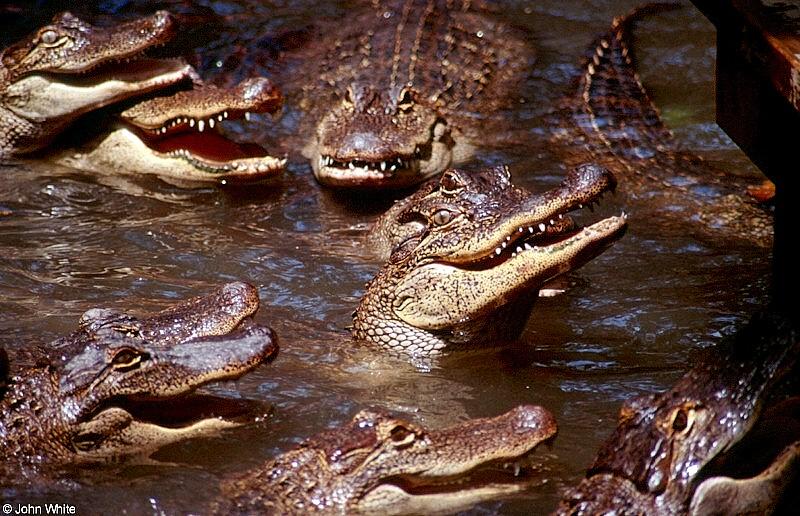 Small American Alligator Flood - American alligator0051.jpg; DISPLAY FULL IMAGE.
