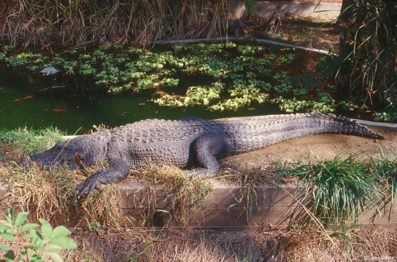 Small American Alligator Flood - American Alligator4000.jpg; DISPLAY FULL IMAGE.