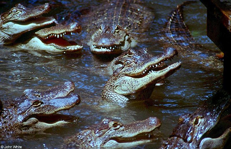 Small American Alligator Flood - American alligator0051lr.jpg; DISPLAY FULL IMAGE.