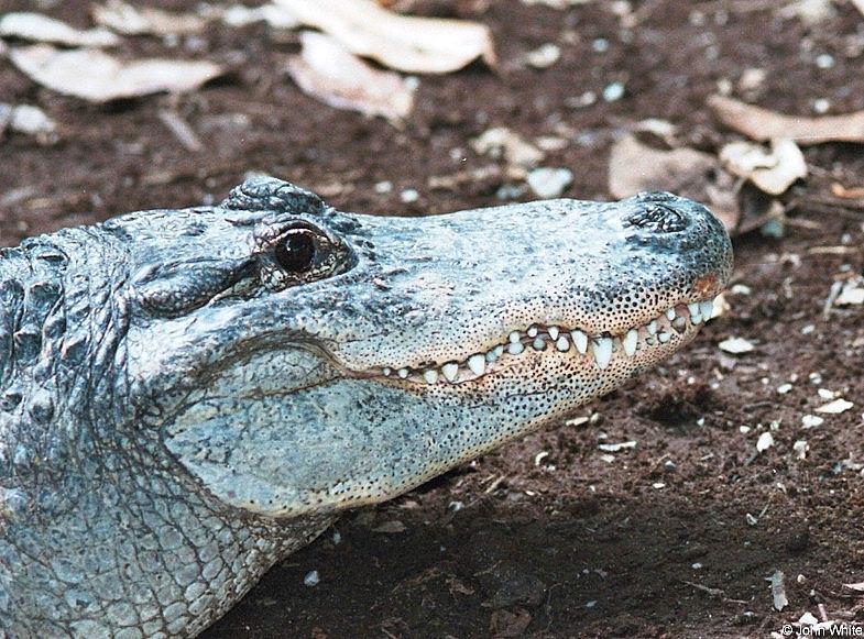 Small American Alligator Flood - American alligator0060lr.jpg - gator (Alligator mississippiensis); DISPLAY FULL IMAGE.