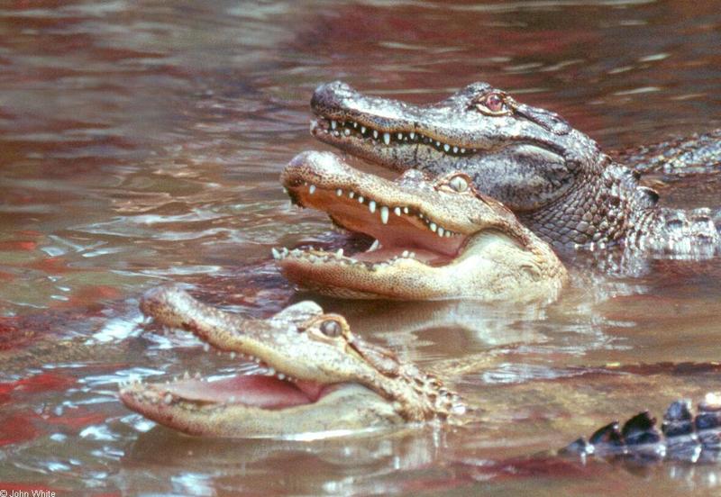 Small American Alligator Flood - Arkansas Alligators101.jpg; DISPLAY FULL IMAGE.