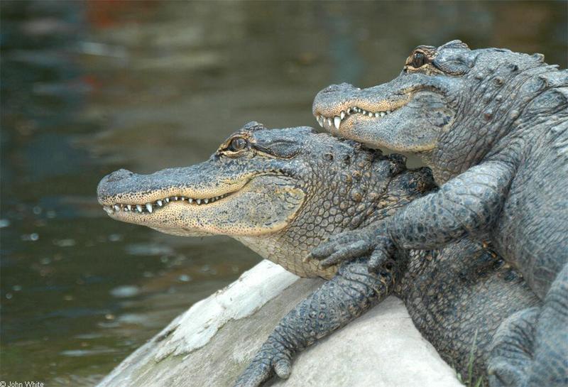 Small American Alligator Flood - Arkansas alligators030.jpg; DISPLAY FULL IMAGE.