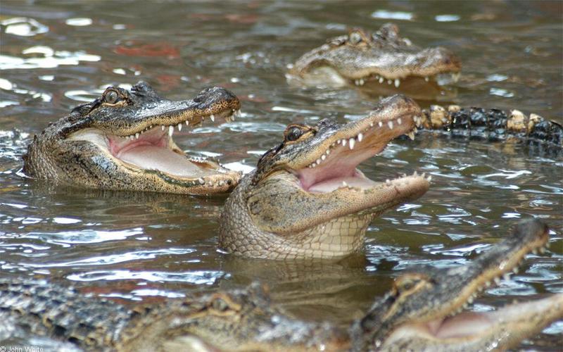 Small American Alligator Flood - Arkansas gators012.jpg; DISPLAY FULL IMAGE.