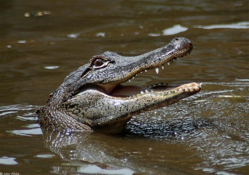 Small American Alligator Flood - Arkansas alligators021.jpg; DISPLAY FULL IMAGE.