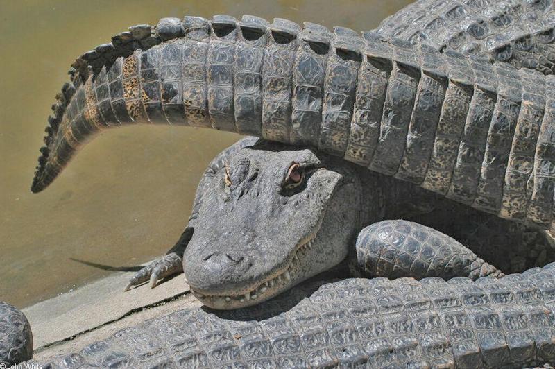 Small American Alligator Flood - Arkansas_gators001.JPG; DISPLAY FULL IMAGE.