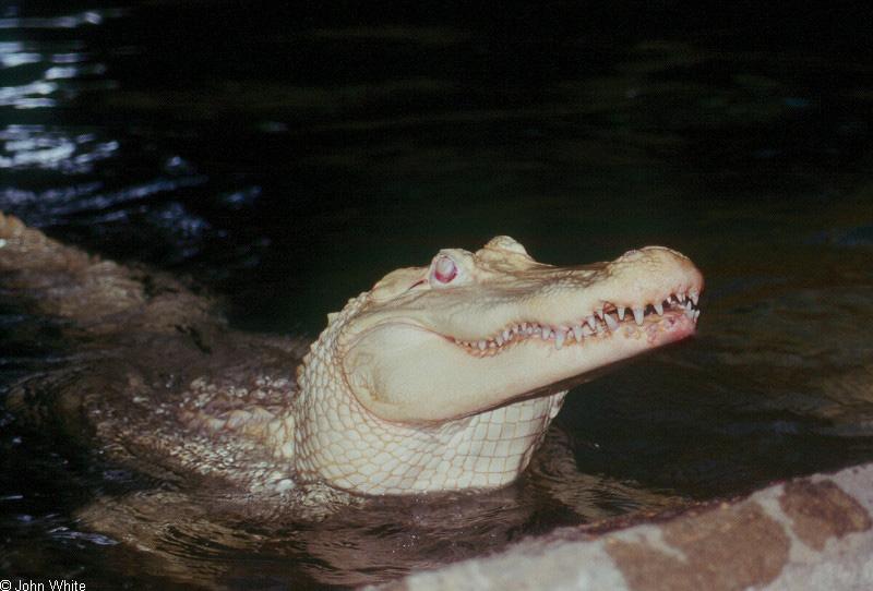 Small American Alligator Flood - albino American alligator9894.jpg; DISPLAY FULL IMAGE.