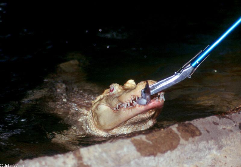 Small American Alligator Flood - albino American alligator9895.jpg; DISPLAY FULL IMAGE.