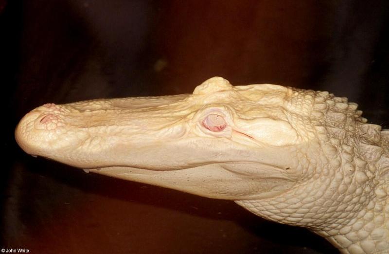 Small American Alligator Flood - albino gator005.jpg - gator (Alligator mississippiensis); DISPLAY FULL IMAGE.