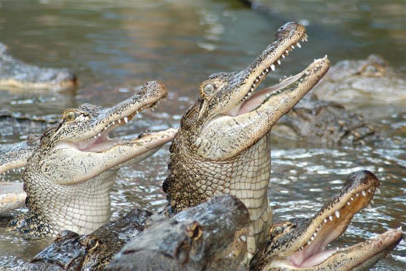Small American Alligator Flood - Arkansas gators008.jpg; DISPLAY FULL IMAGE.
