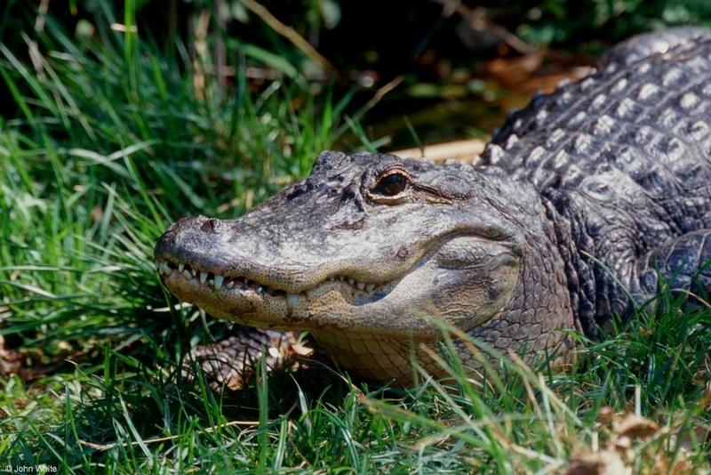 Small American Alligator Flood - american alligator004.jpg; DISPLAY FULL IMAGE.