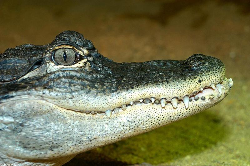 Small American Alligator Flood - american alligator142.JPG; DISPLAY FULL IMAGE.