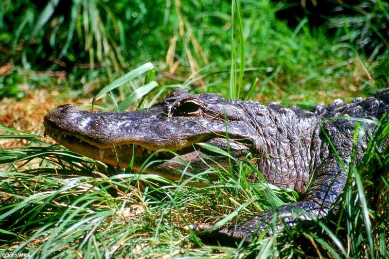 Small American Alligator Flood - new002.jpg; DISPLAY FULL IMAGE.