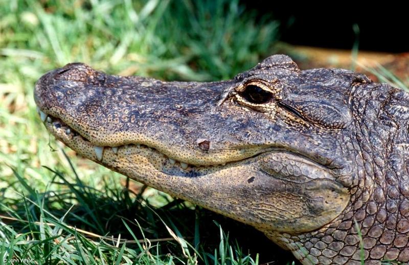 Small American Alligator Flood - american alligator005.jpg; DISPLAY FULL IMAGE.