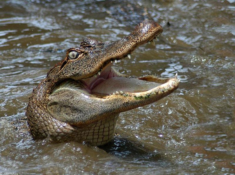 Small American Alligator Flood - Arkansas alligators025.jpg - gator (Alligator mississippiensis); DISPLAY FULL IMAGE.