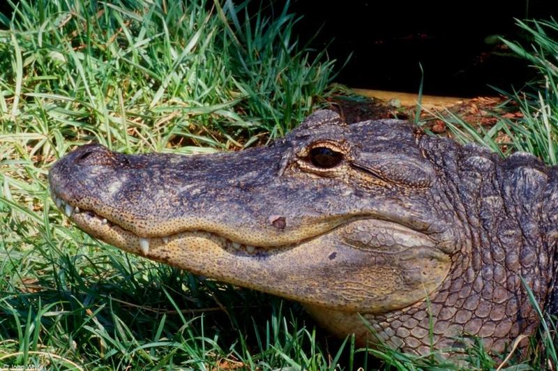 Small American Alligator Flood - american alligator007.jpg; DISPLAY FULL IMAGE.