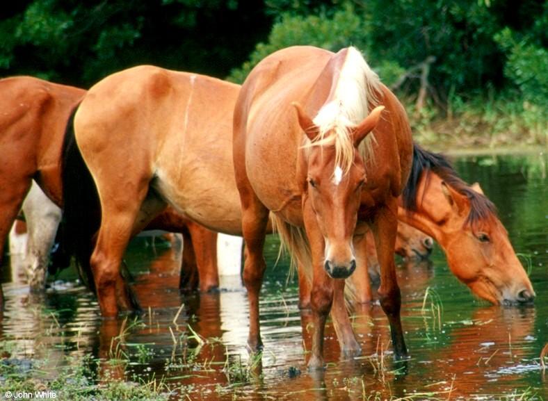 Wild Ponies of Chincoteague Island - Chincoteague Ponies021.jpg; DISPLAY FULL IMAGE.