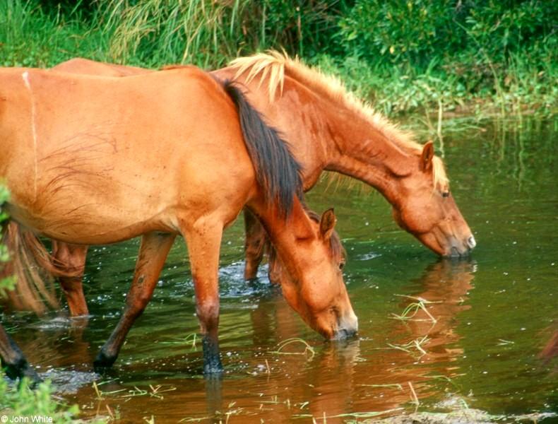 Wild Ponies of Chincoteague Island - Chincoteague Ponies022.jpg; DISPLAY FULL IMAGE.