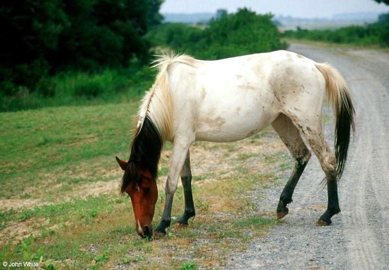 Wild Ponies of Chincoteague Island - Chincoteague Ponies025.jpg; DISPLAY FULL IMAGE.
