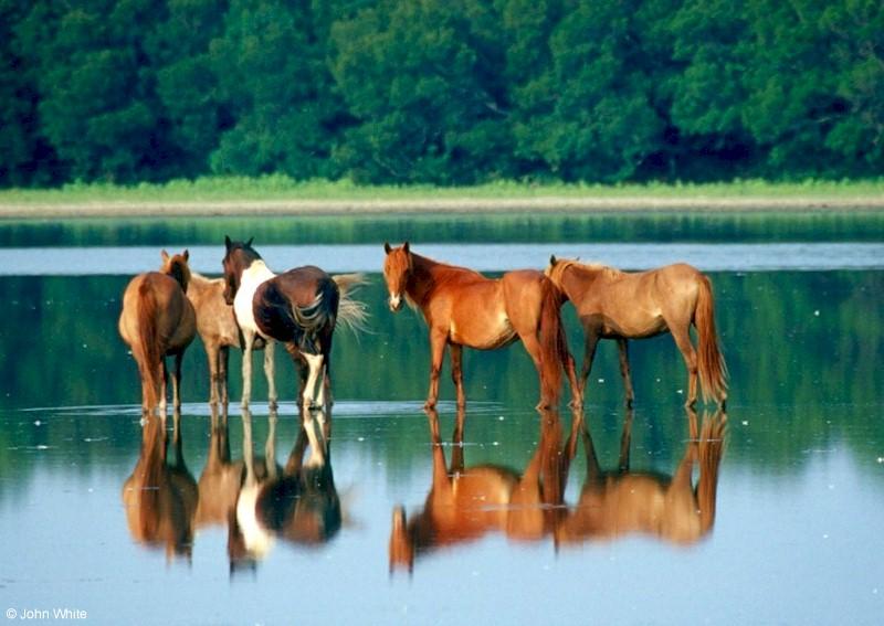 Wild Ponies of Chincoteague Island - Chincoteague Ponies046.jpg; DISPLAY FULL IMAGE.