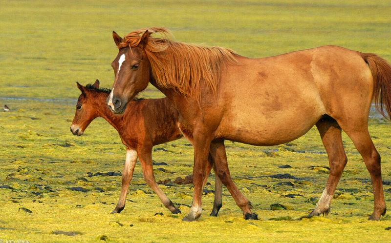 Wild Ponies of Chincoteague Island - Wild Ponies of Assateague Island, Virginia010.jpg; DISPLAY FULL IMAGE.