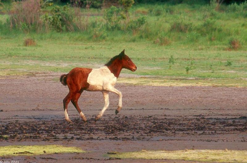 Wild Ponies of Chincoteague Island - Wild Ponies of Assateague Island, Virginia014175.jpg; DISPLAY FULL IMAGE.