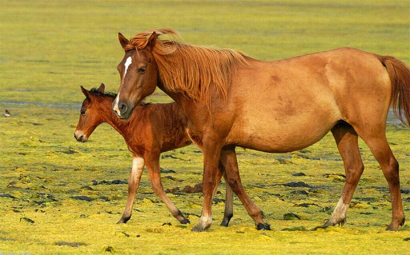 Wild Ponies of Chincoteague Island - Wild Ponies of Assateague Island, Virginia 703.jpg; DISPLAY FULL IMAGE.