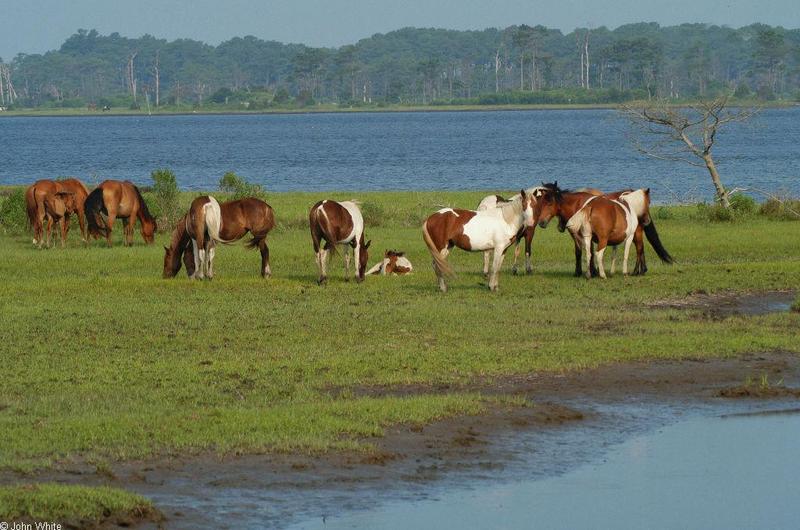 Wild Ponies of Chincoteague Island - Wild Ponies of Assateague Island, Virginia016.jpg; DISPLAY FULL IMAGE.