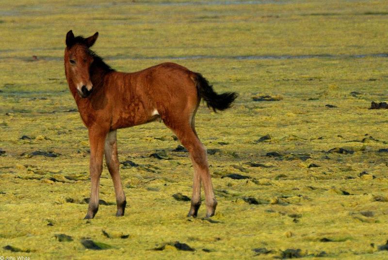 Wild Ponies of Chincoteague Island - Wild Ponies of Assateague Island, Virginia013.jpg; DISPLAY FULL IMAGE.