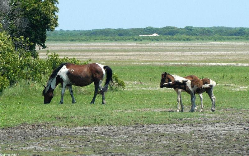 Wild Ponies of Chincoteague Island - Wild Ponies of Assateague Island, Virginia012.jpg; DISPLAY FULL IMAGE.