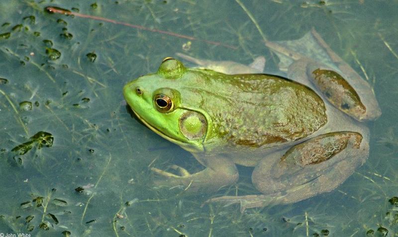 Turtles and Frogs - Bullfrog (Rana catesbeiana)038.JPG; DISPLAY FULL IMAGE.