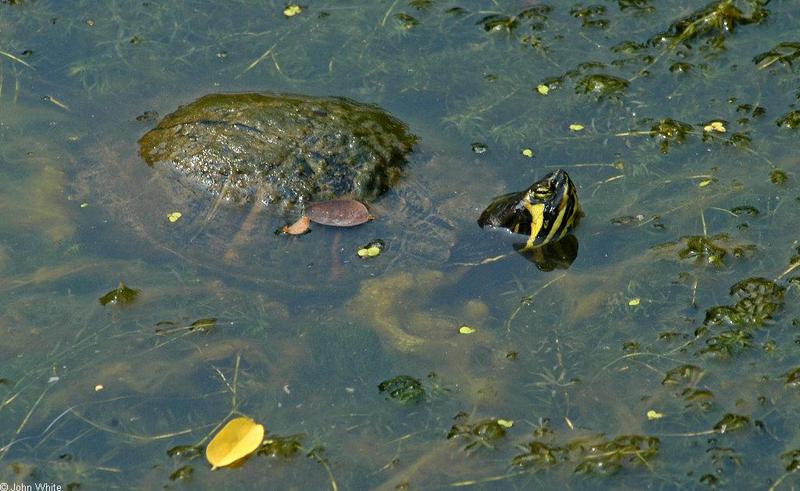 Turtles and Frogs - Yellowbelly Slider (Trachemys scripta scripta)231.JPG; DISPLAY FULL IMAGE.
