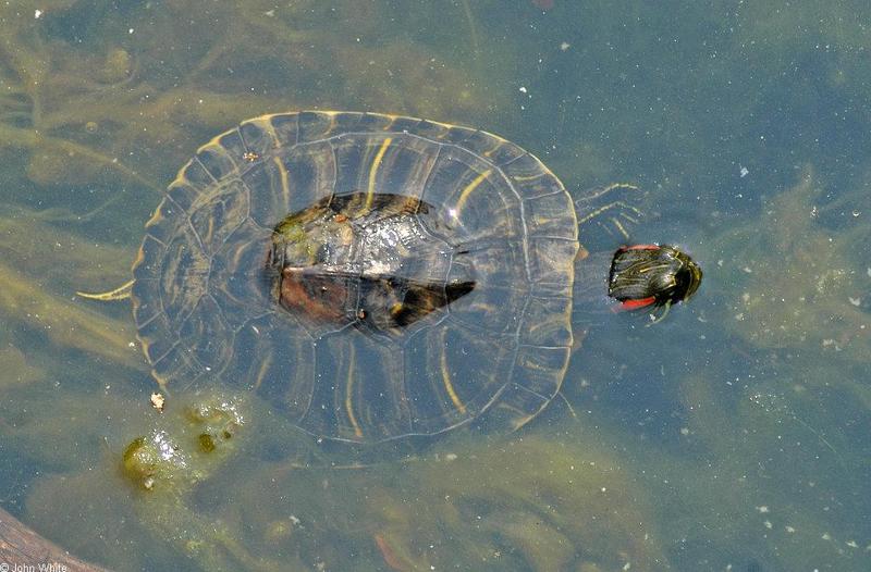 Turtles and Frogs - Red-eared Slider (Trachemys scripta elegans)075.JPG; DISPLAY FULL IMAGE.