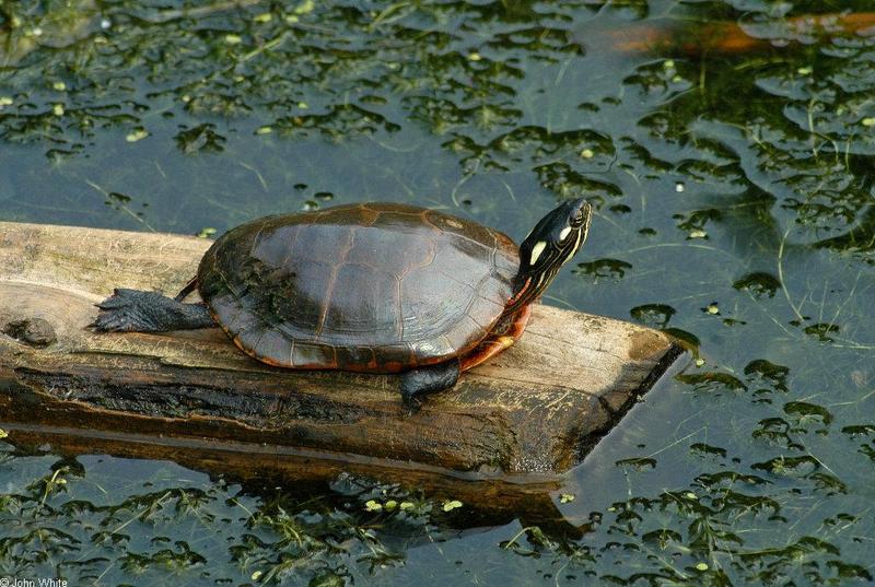 Turtles and Frogs - Eastern Painted Turtle (Chrysemys picta picta)031.JPG; DISPLAY FULL IMAGE.