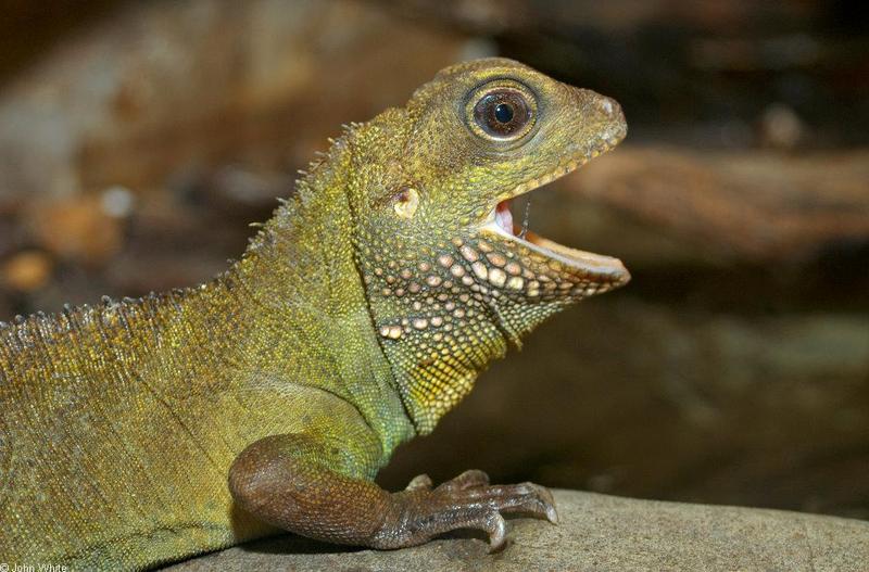 Juvenile Asian Water Dragon (Physignathus cocincinus) with Attitude; DISPLAY FULL IMAGE.